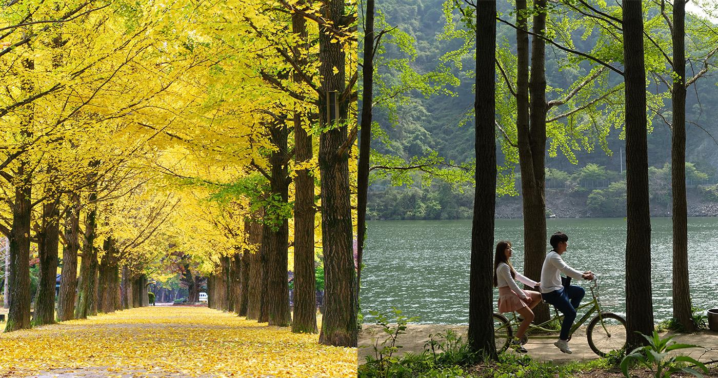 One Day Trip ที่เกาะนามิและภูเขาซอรักซาน, เกาหลีใต้