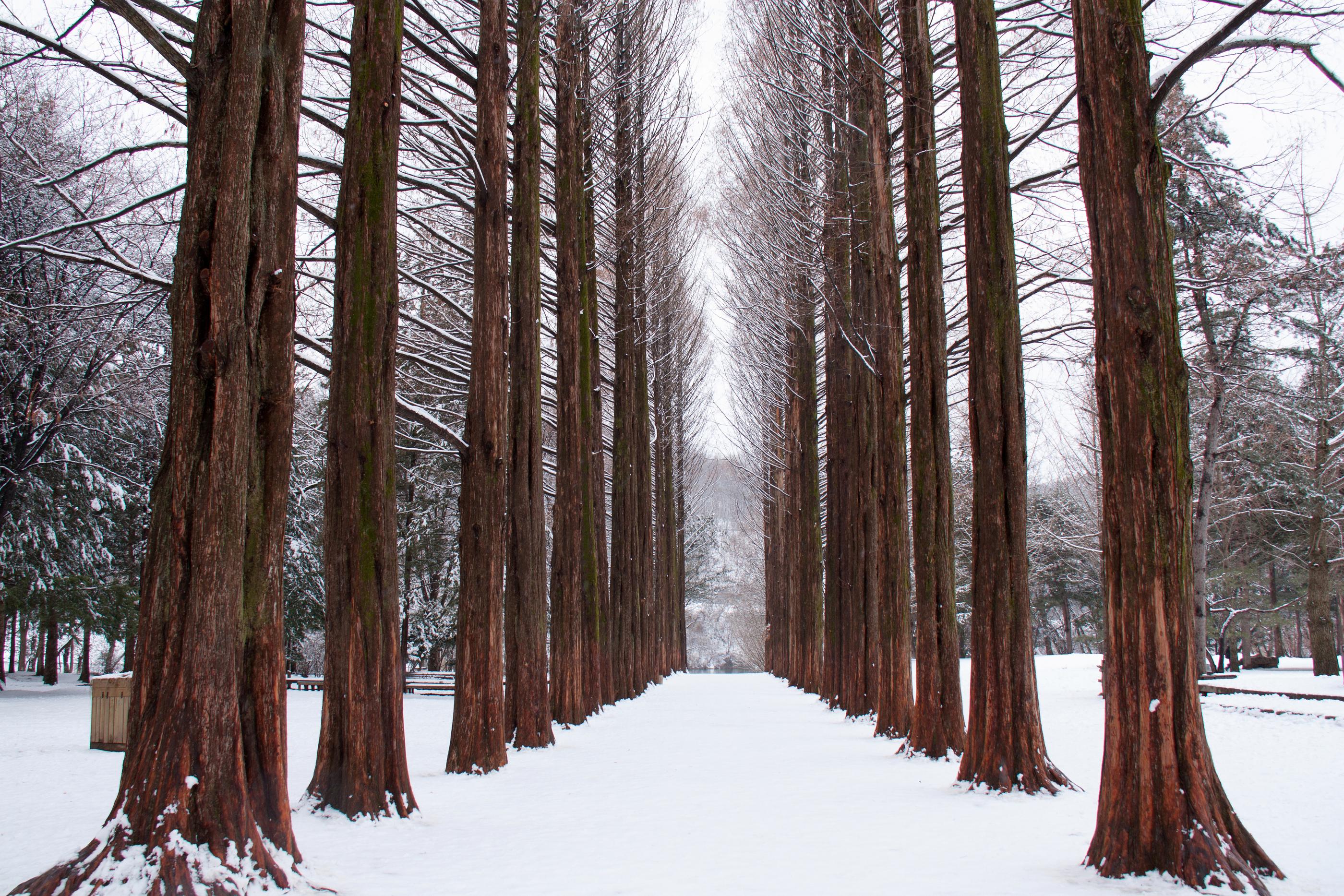 Viale innevato sull'Isola di Nami durante l'inverno, Corea del Sud