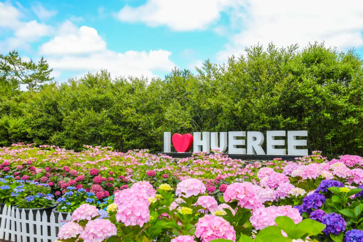 hoa cẩm tú cầu tại Công viên Hueree 휴애리자연생활공원, Jeju, Hàn Quốc