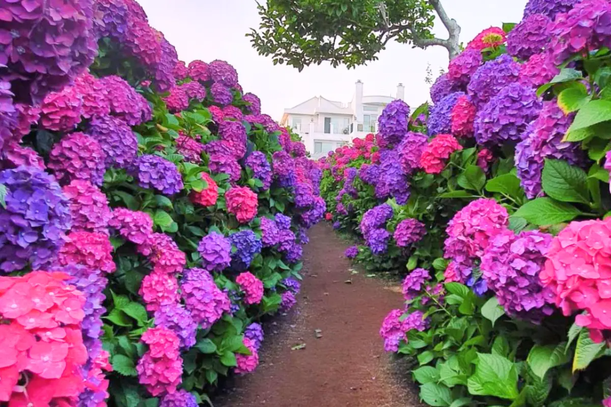 位於西歸浦市曼諾布蘭克咖啡廳的景觀，展示了步道兩旁五顏六色的繡球花。