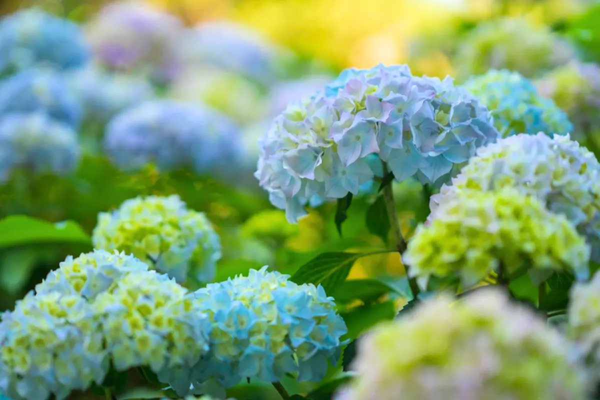 花園咖啡廳的照片，圍繞著盛開的繡球花景觀，展示出迷人的花卉色彩。