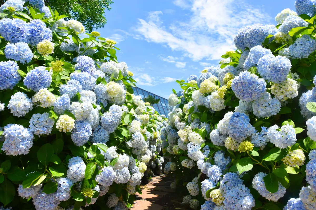 vườn hoa cẩm tú cầu tại Camellia Hill, Jeju, Hàn Quốc