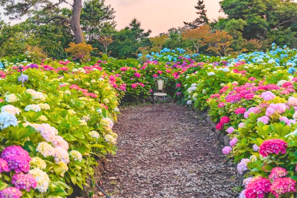 hoa cẩm tú cầu tại Easterly cafe, Jeju, Hàn Quốc