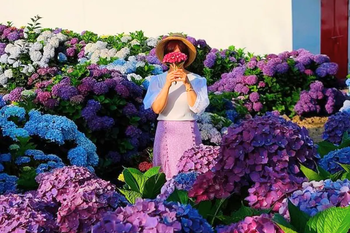 hoa cẩm tú cầu tại Dapdani, Jeju, Hàn Quốc