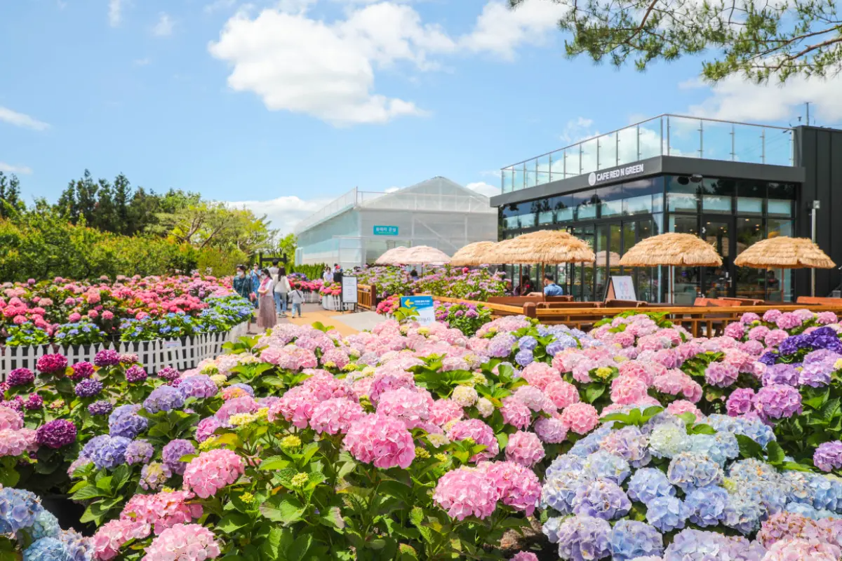 hoa cẩm tú cầu tại Công viên Hueree, Jeju, Hàn Quốc