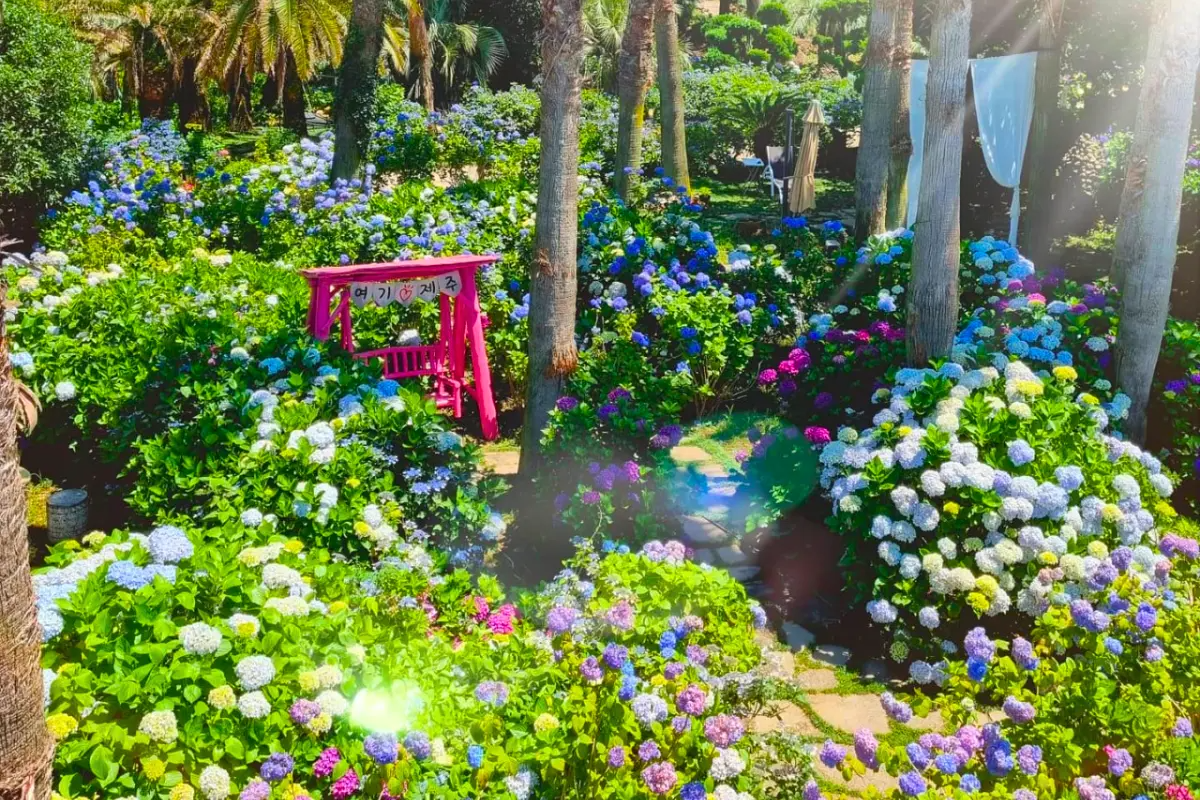 hoa cẩm tú cầu tại Father