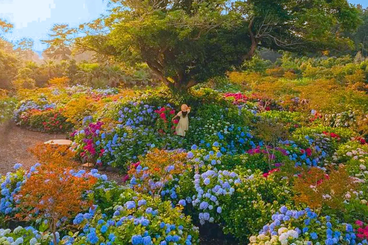 hoa cẩm tú cầu tại Hyunaewon, Jeju, Hàn Quốc