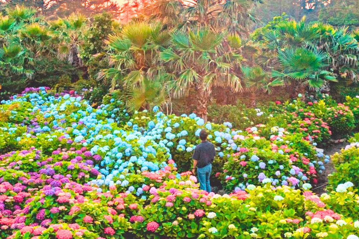 vườn hoa cẩm tú cầu tại Easterly cafe, Jeju, Hàn Quốc