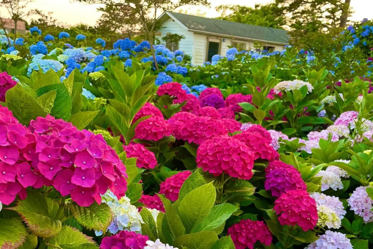 hoa cẩm tú cầu tại Hyunaewon, Jeju, Hàn Quốc