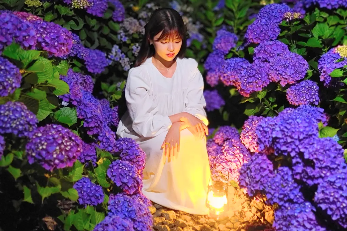 chụp ảnh với hoa cẩm tú cầu tại Dapdani, Jeju, Hàn Quốc