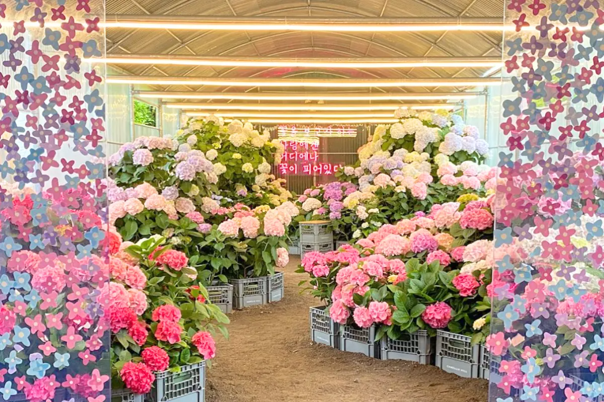 hoa cẩm tú cầu tại Camellia Hill