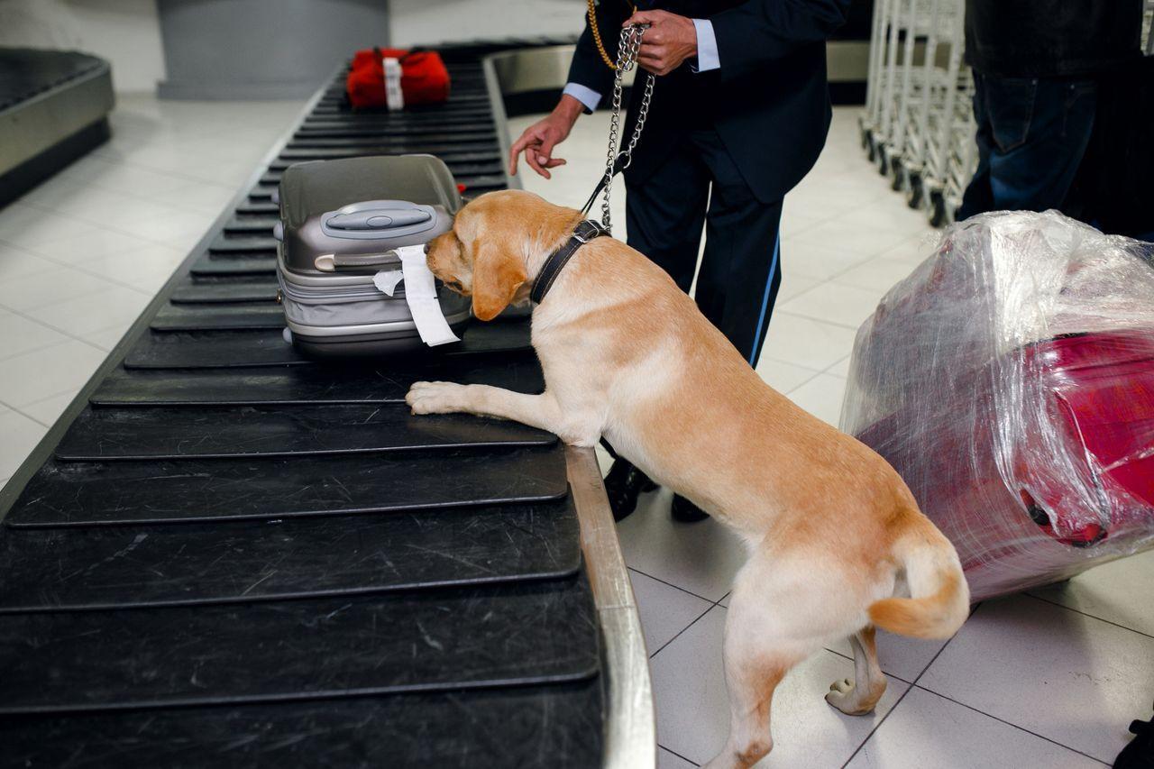 机场安检犬正在检查行李，韩国对非洲猪瘟严控措施。