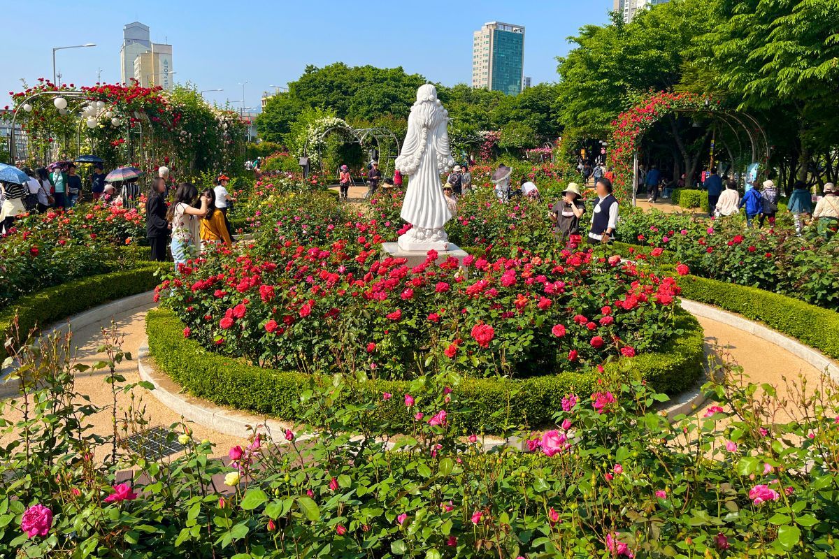 hoa hồng ở lễ hội hoa hồng seoul, seoul rose festival 