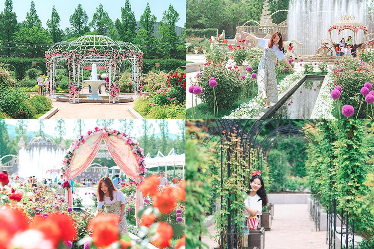 韓国、韓国旅行、韓国観光、ソウル、ソウル旅行、バラ、バラ祭り、フェスティバル、エバーランド、ローズガーデン、写真スポット、フォトゾーン、ソウル大公園、オリンピック公園