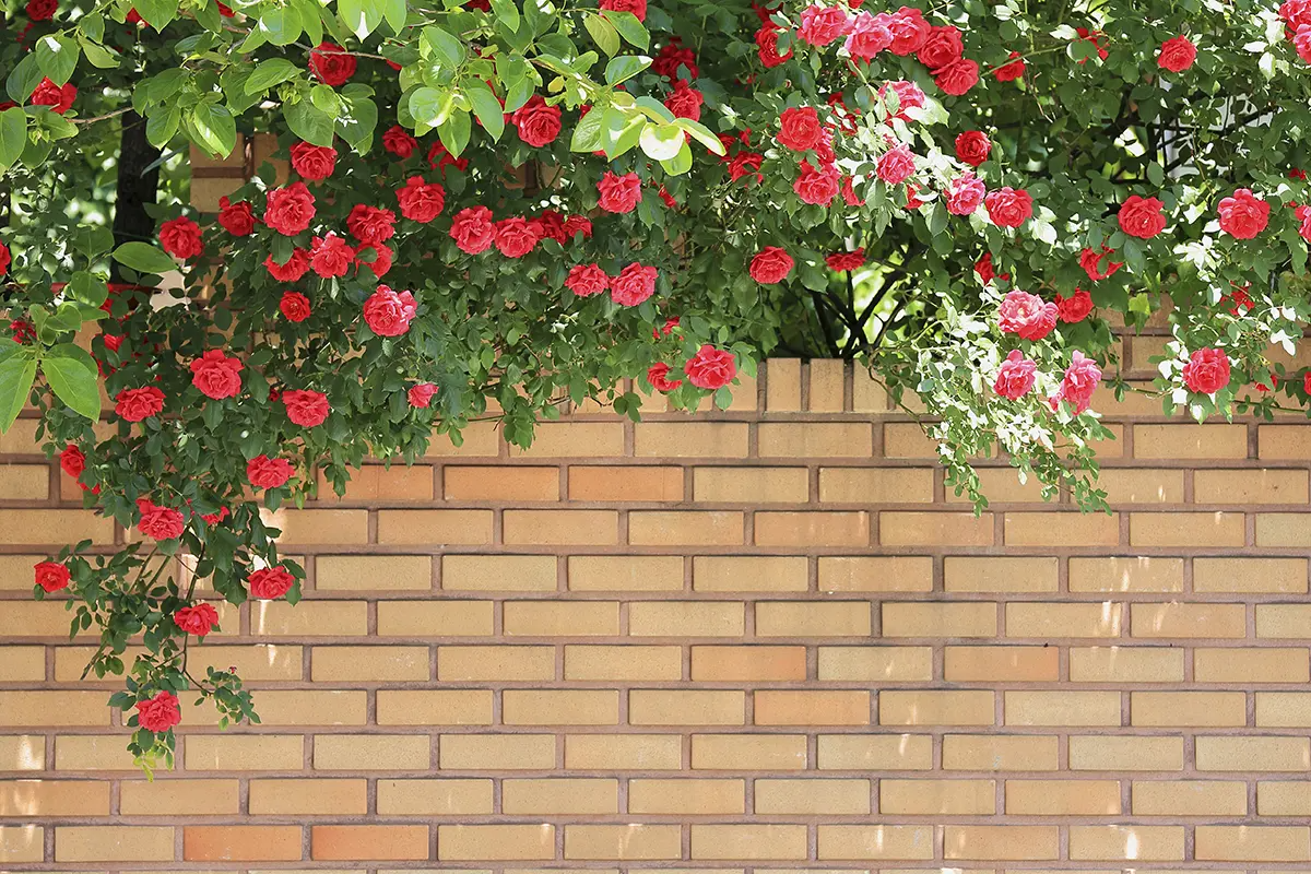 首爾玫瑰花 賞花 玫瑰花季 景點 2025