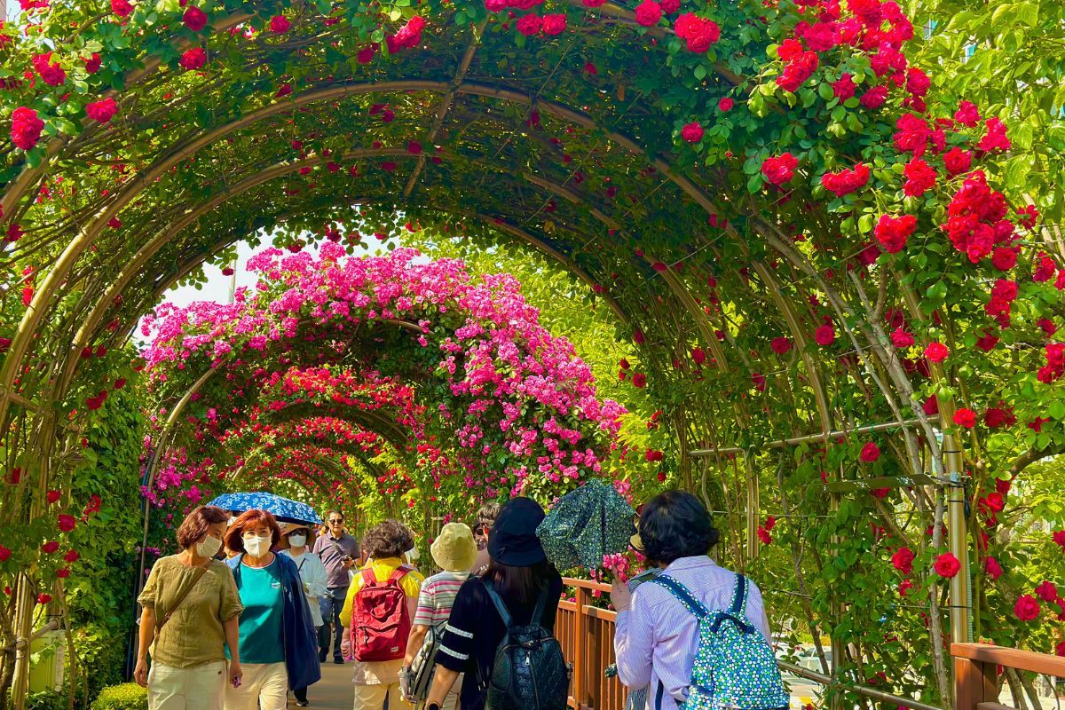 đường hầm hoa hồng ở lễ hội hoa hồng seoul, seoul rose festival 