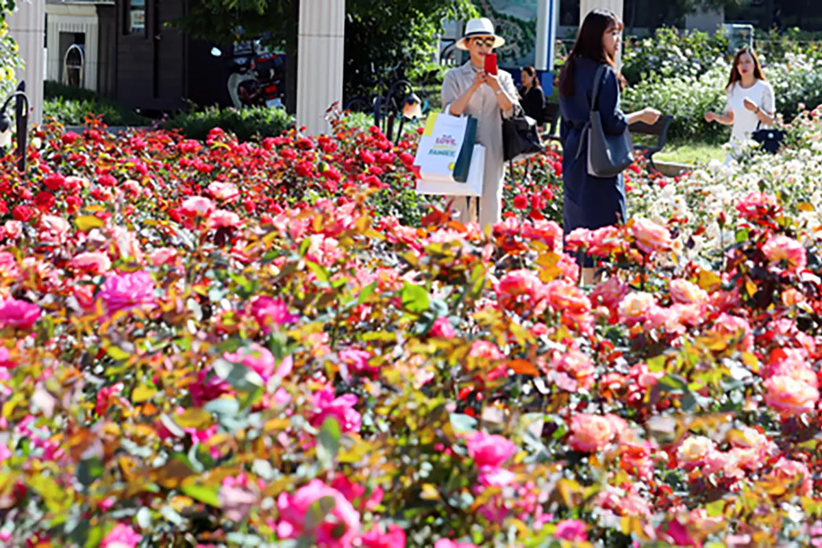 首爾玫瑰花 賞花 玫瑰花季 景點 2025