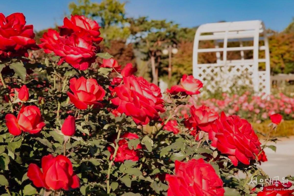 Hoa hồng tại công viên Seoul Grand Park