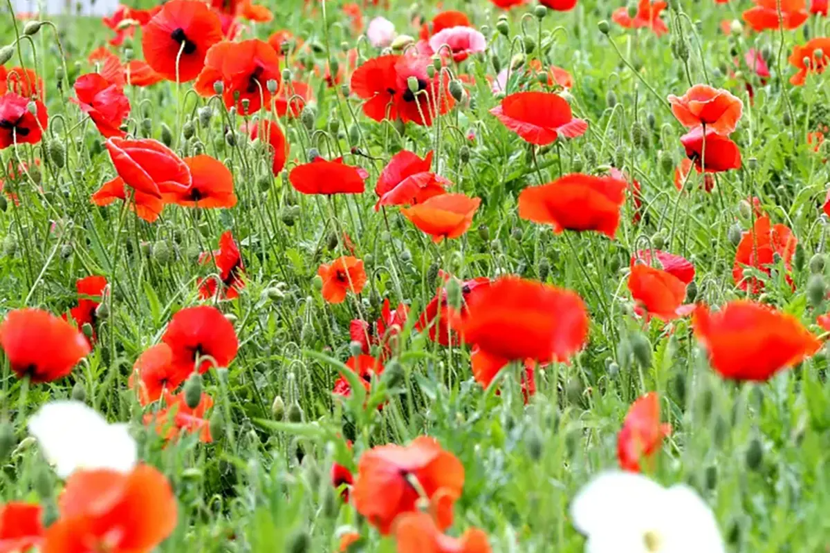 首爾玫瑰花 賞花 玫瑰花季 景點 2025