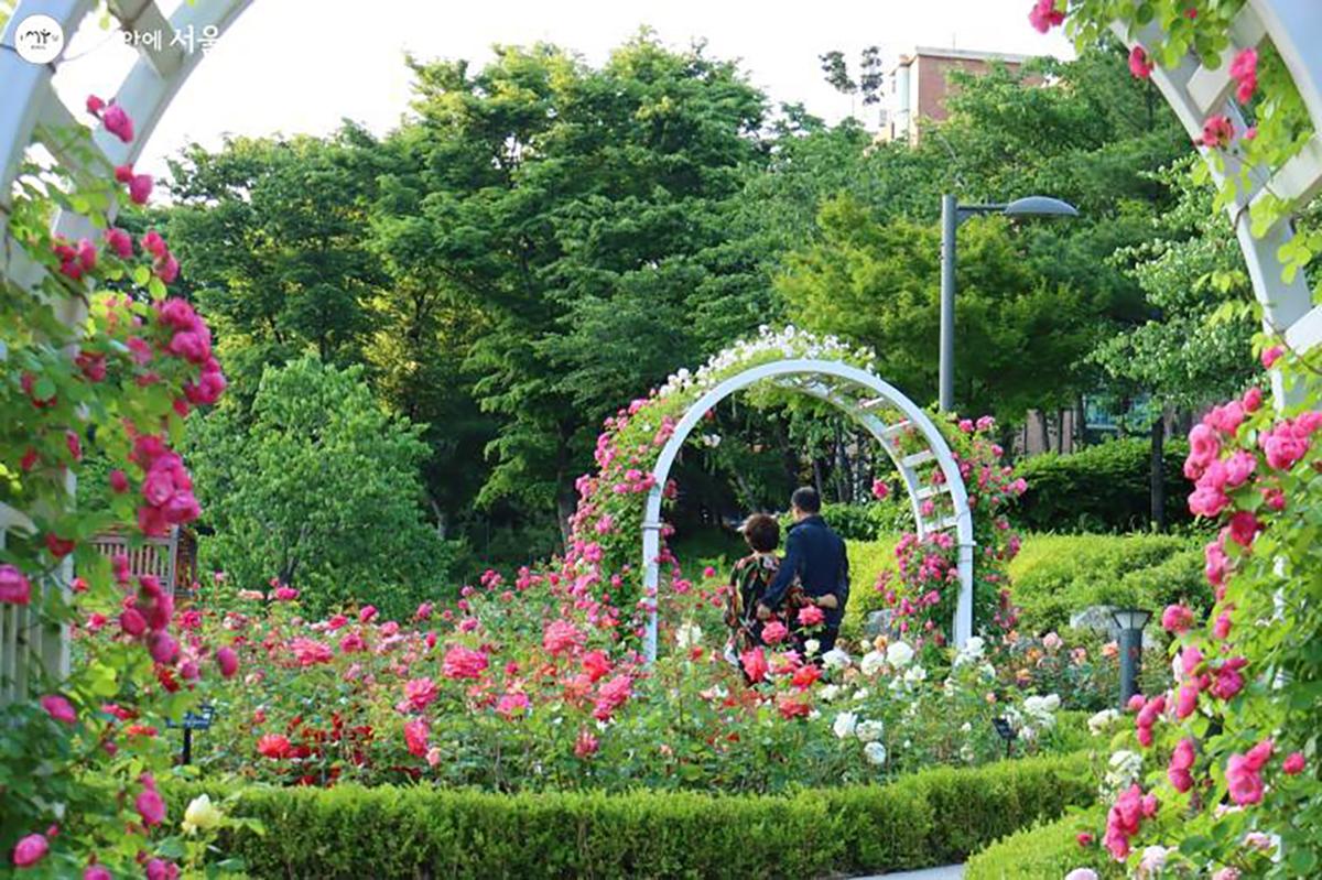 lễ hội hoa hồng Daehyeonsan