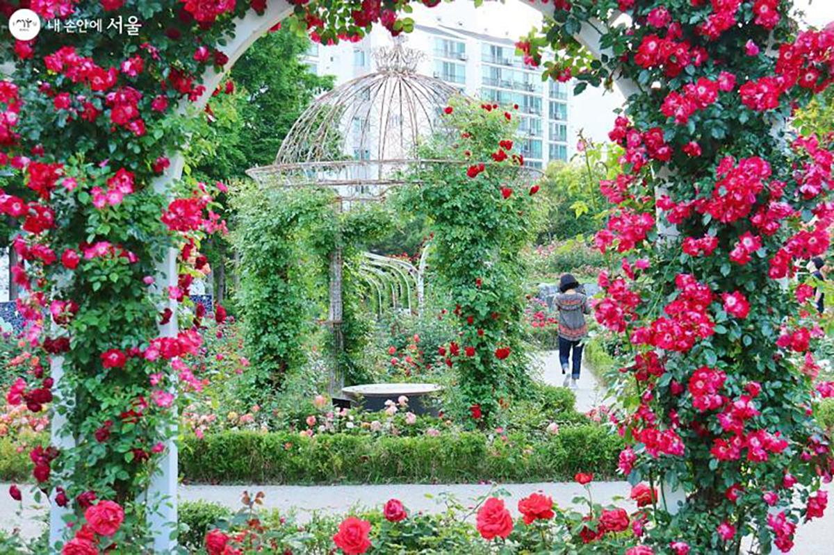 lễ hội hoa hồng Daehyeonsan