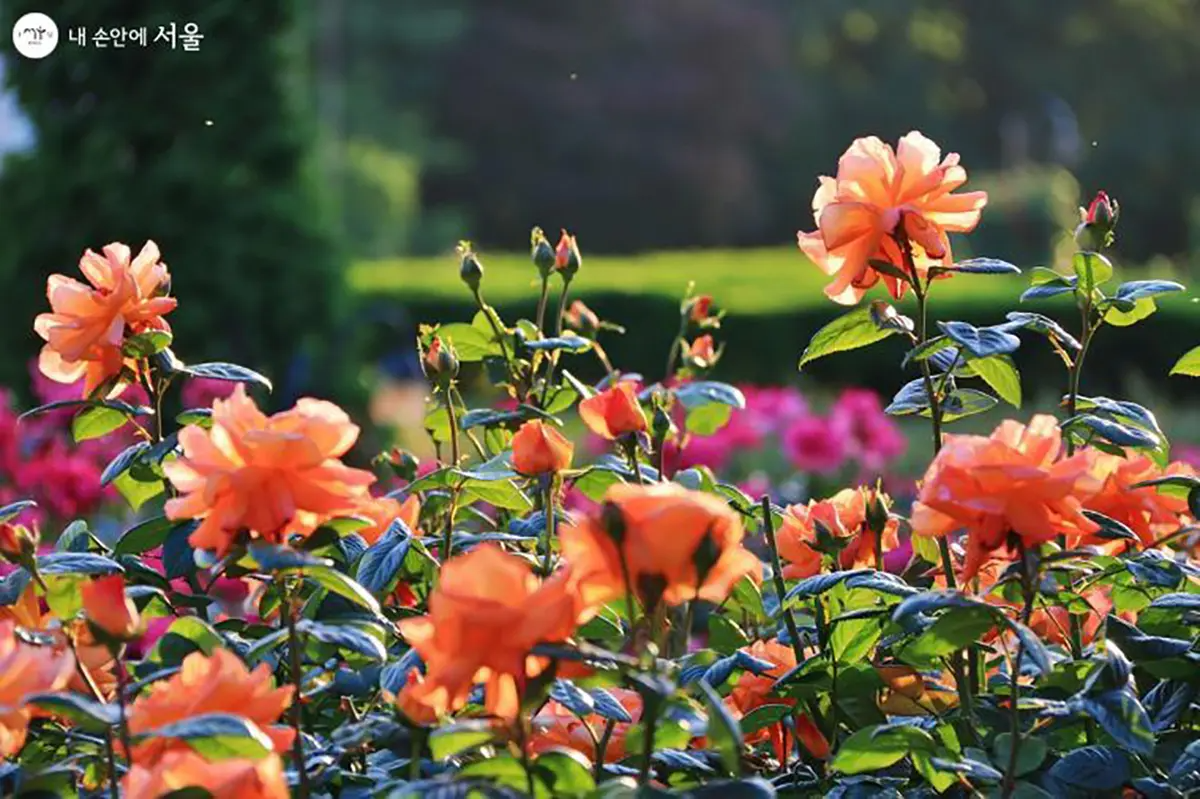 首爾玫瑰花 賞花 玫瑰花季 景點 2025