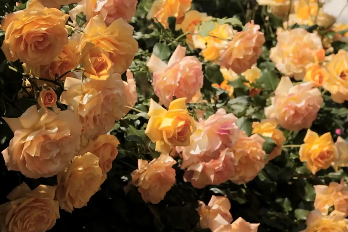 首爾玫瑰花 賞花 玫瑰花季 景點 2025