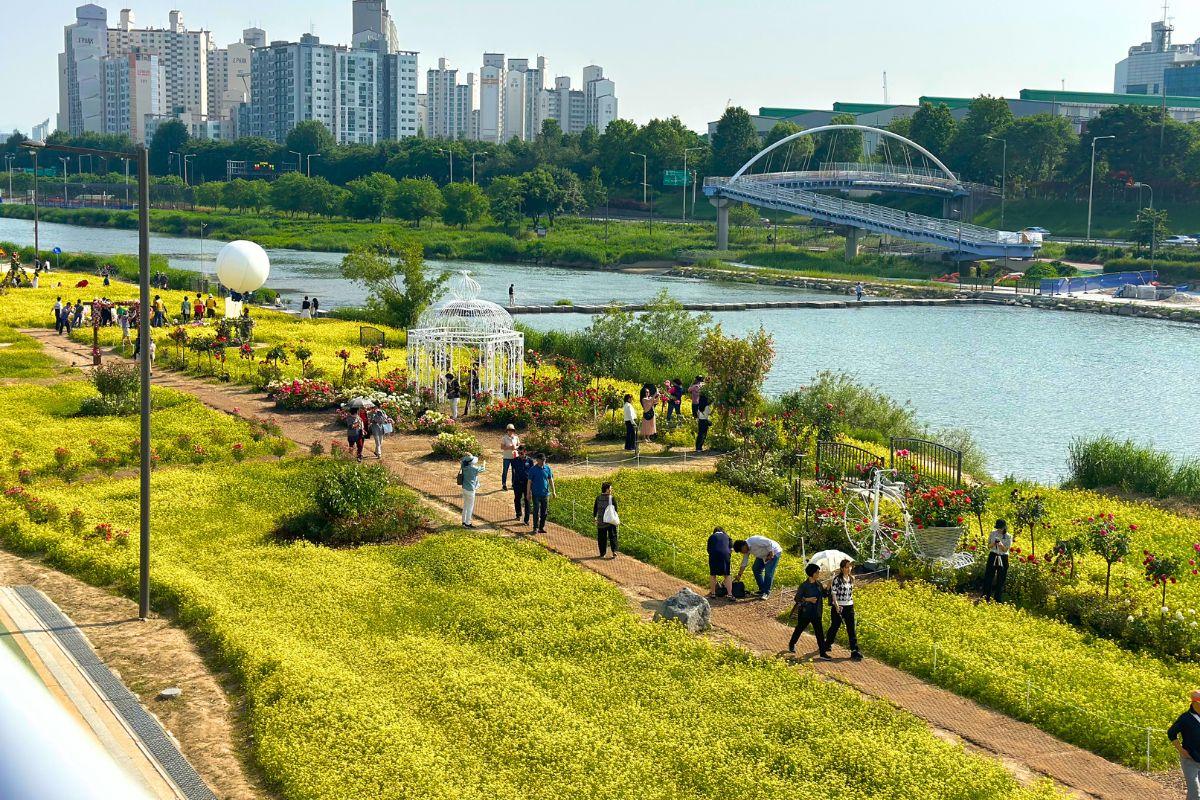 cánh đồng hoa cải ở lễ hội hoa hồng seoul, seoul rose festival
