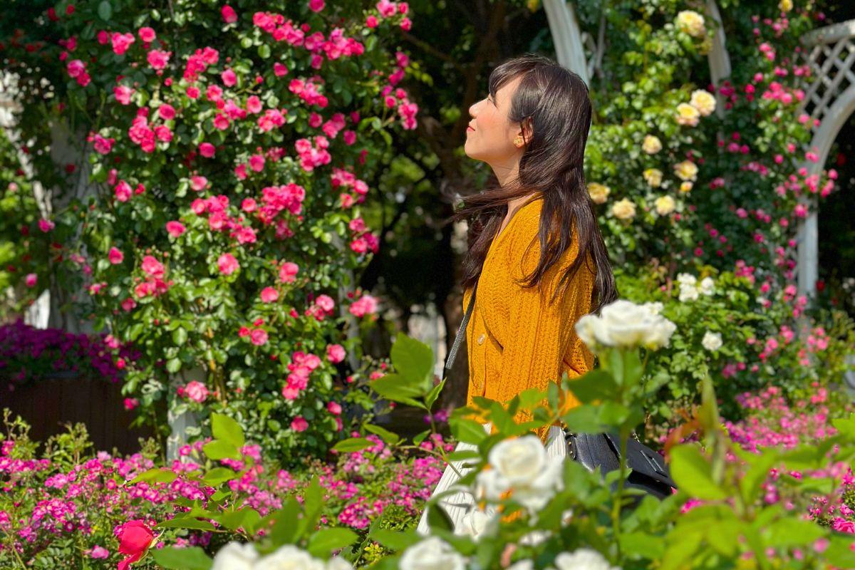 chụp ảnh ở lễ hội hoa hồng seoul, seoul rose festival