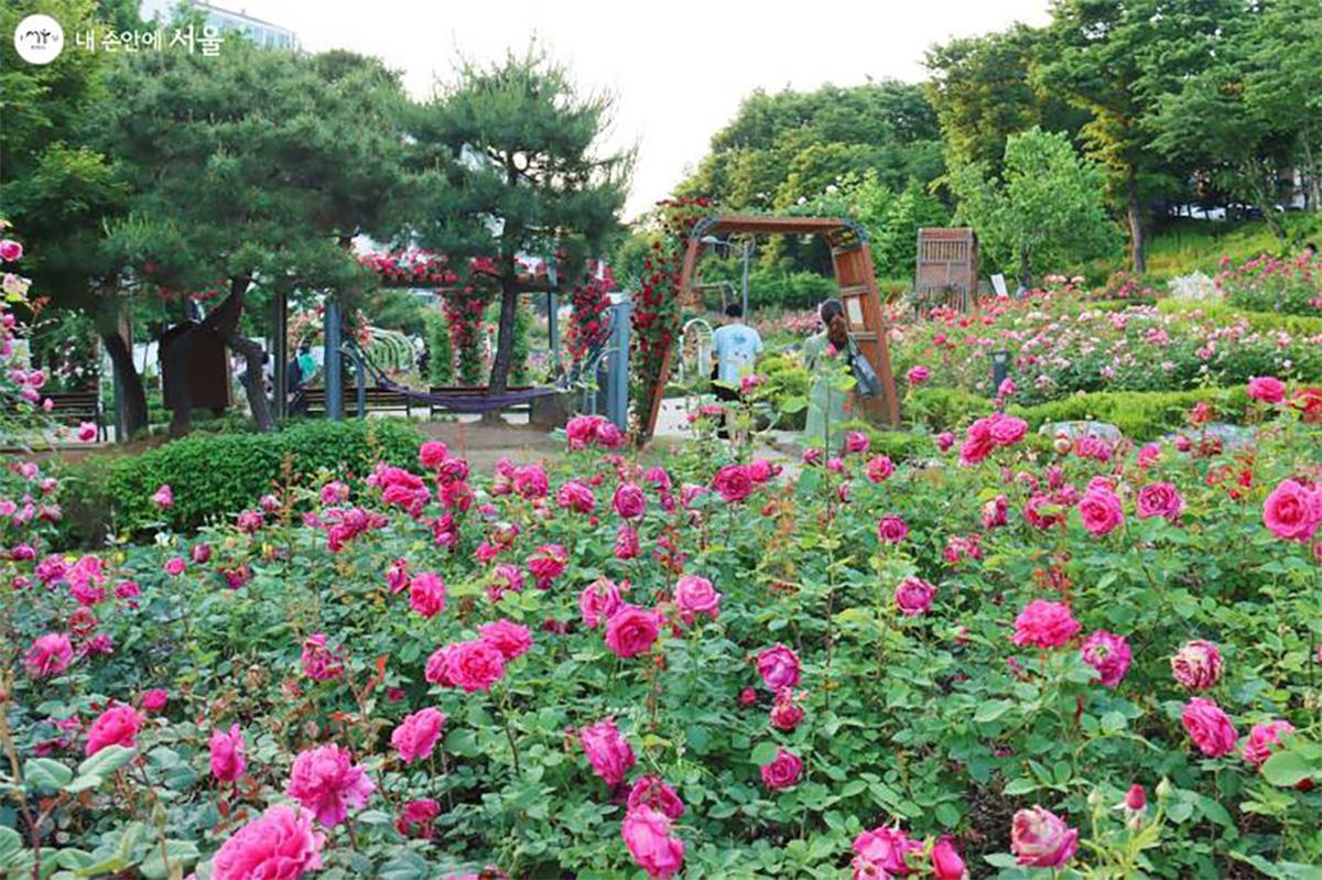 Daehyeonsan Rose Garden