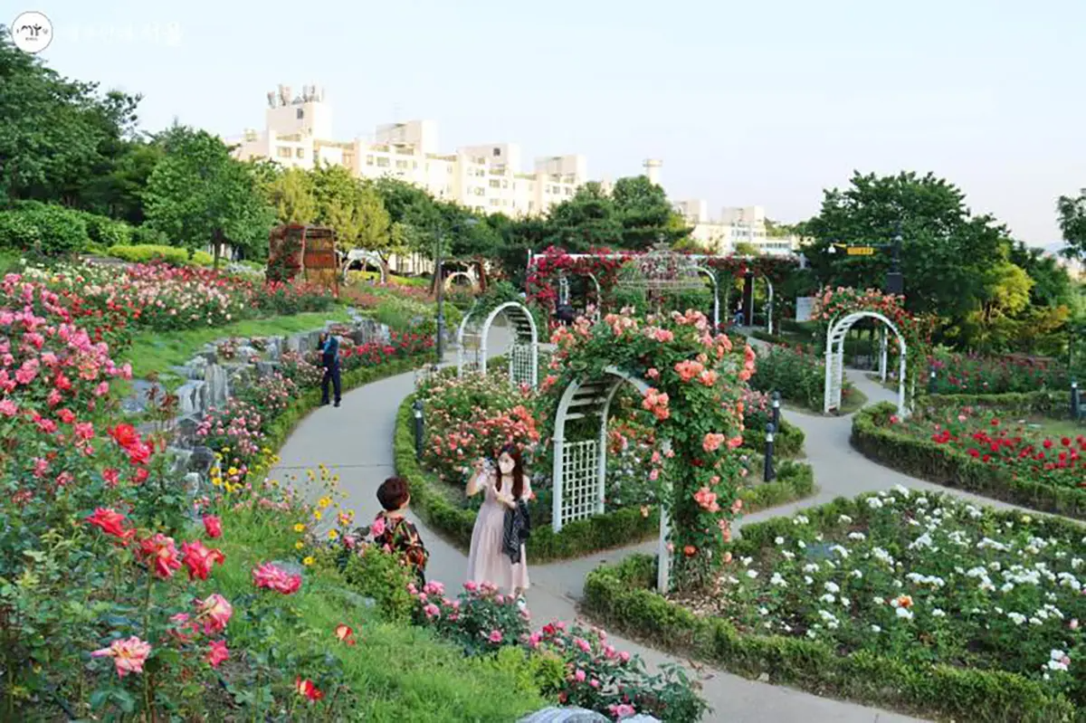 首爾玫瑰花 賞花 玫瑰花季 景點 2025