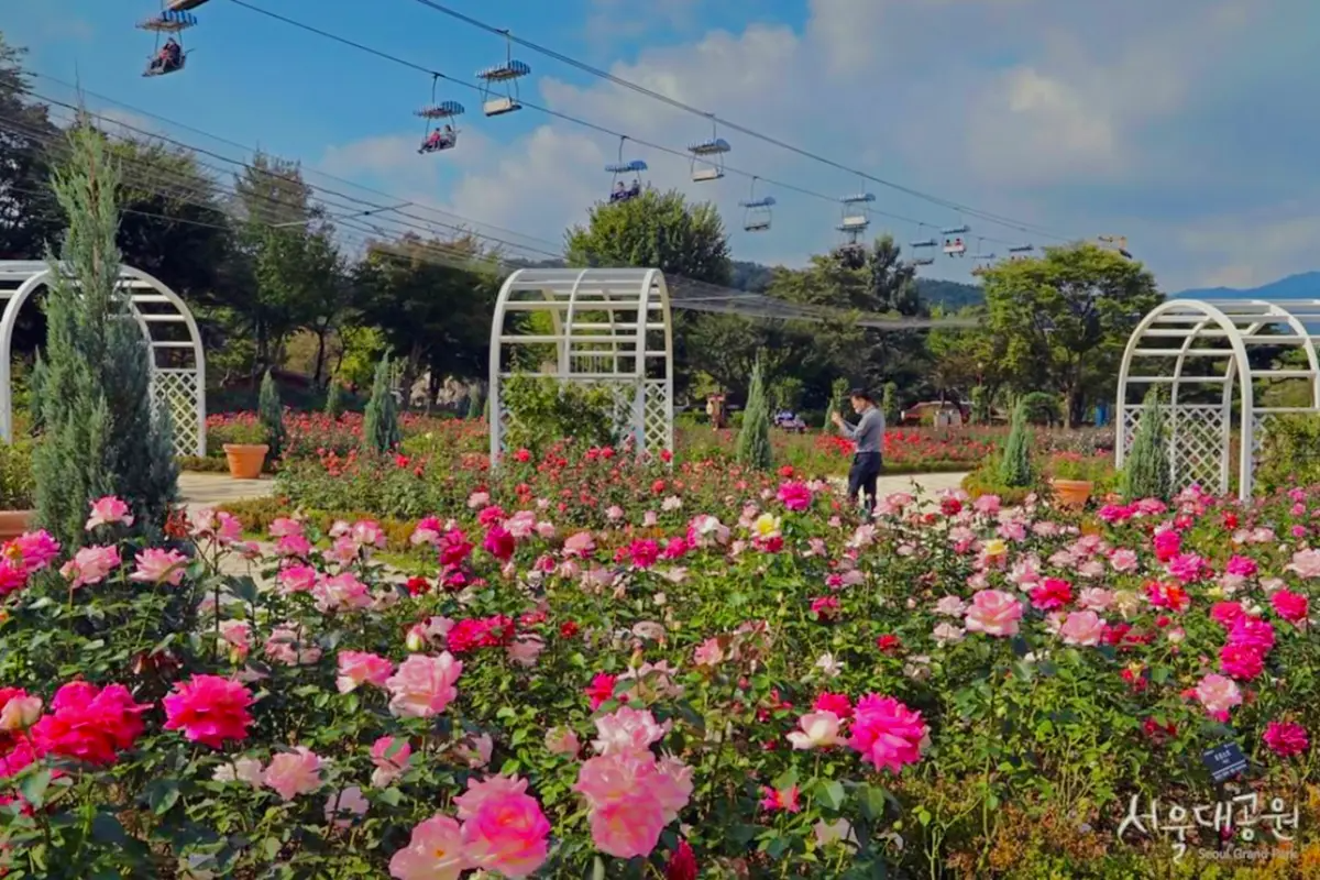 首爾玫瑰花 賞花 玫瑰花季 景點 2025
