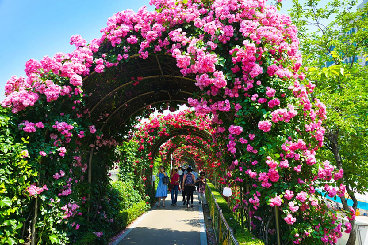 Seoul Rose Festival
