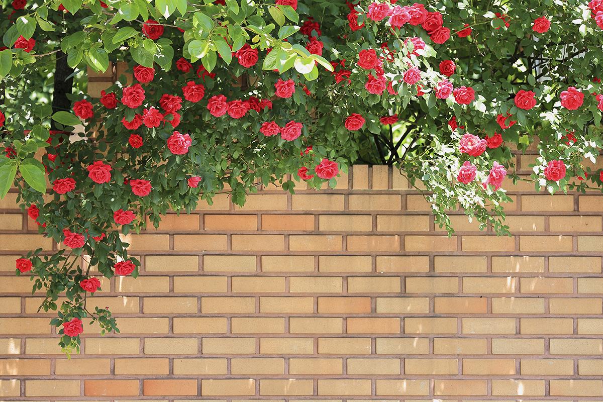 Đường hoa hồng Yeonnam-dong