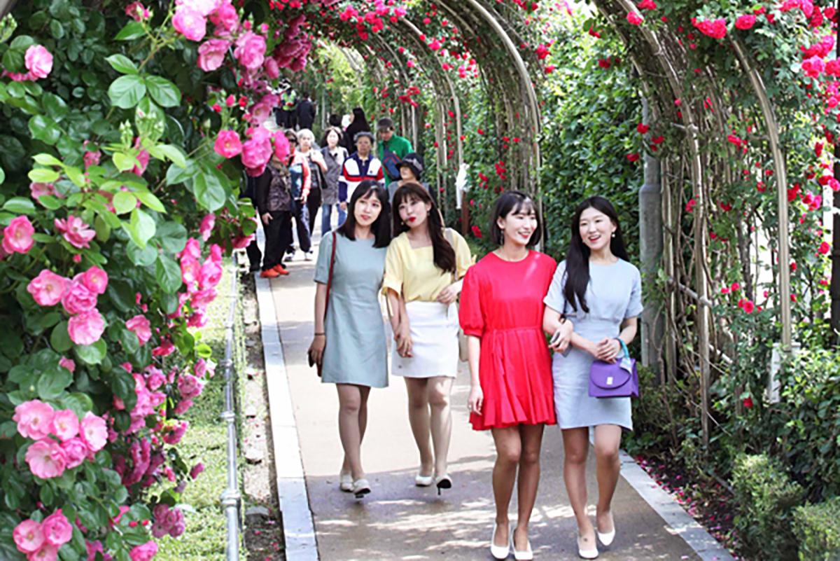 lễ hội hoa hồng Seoul