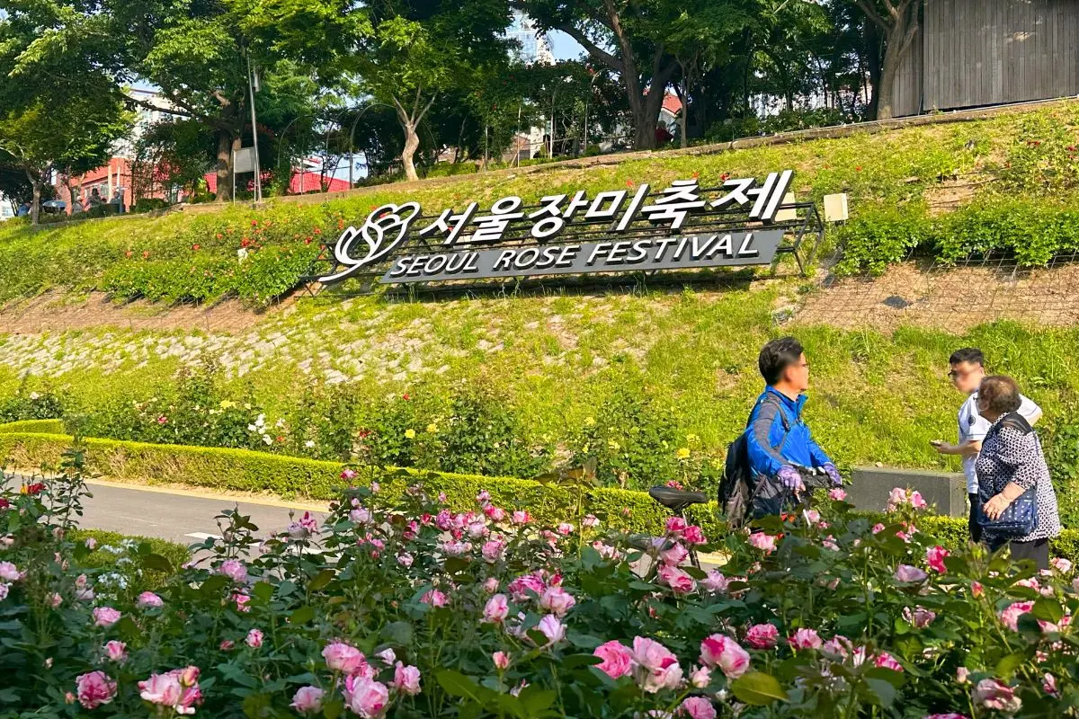 首爾玫瑰花 賞花 玫瑰花季 景點 2025