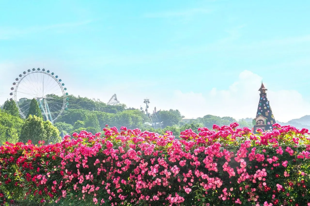 Seoul Grand Park韓國春天景點 玫瑰花 玫瑰花慶典 玫瑰花節 玫瑰慶典 韓國玫瑰花 韓國玫瑰花節 韓國玫瑰花慶典 首爾玫瑰花景點 玫瑰花景點推薦 愛寶樂園 2025
