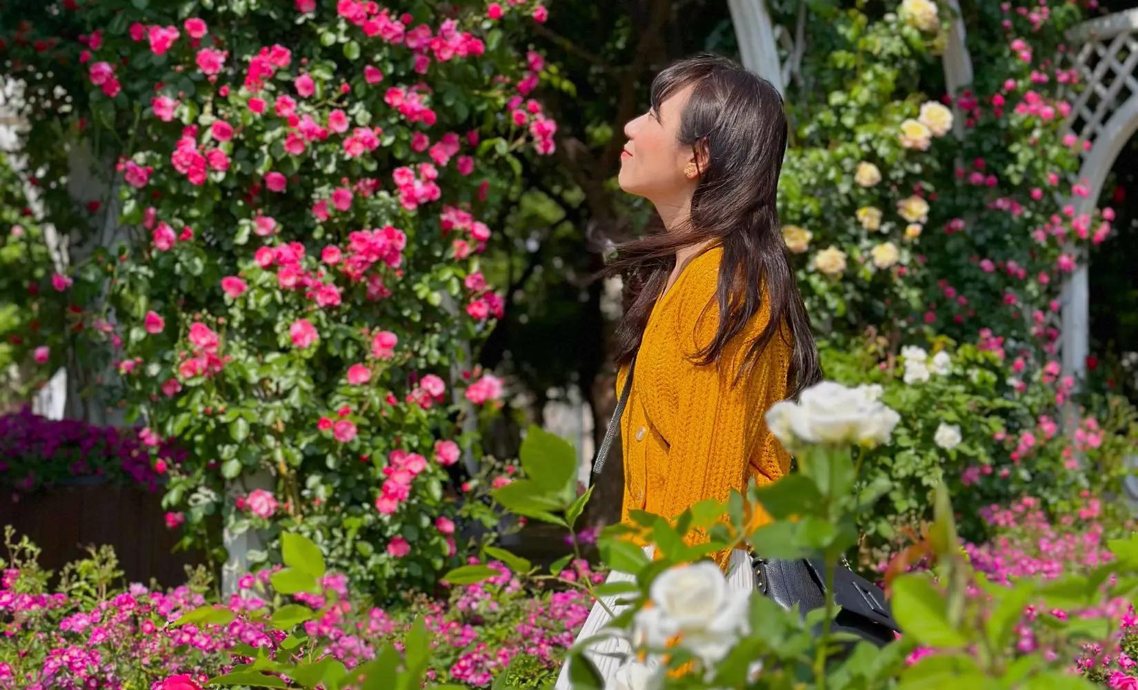 6 Rose Gardens & Rose Festivals in Seoul | May 2024 Edition