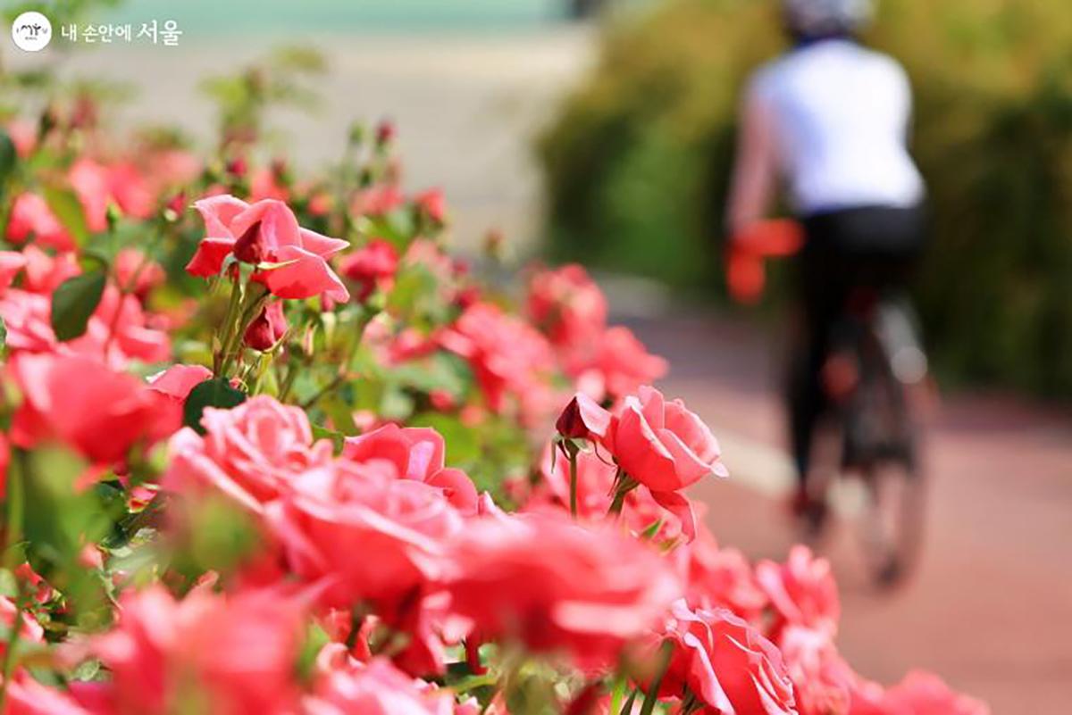 lễ hội hoa hồng