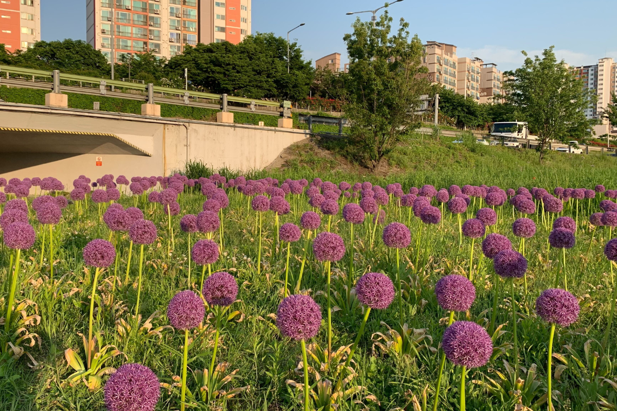 韓國春天景點 玫瑰花 玫瑰花慶典 玫瑰花節 玫瑰慶典 韓國玫瑰花 韓國玫瑰花節 韓國玫瑰花慶典 首爾玫瑰花景點 玫瑰花景點推薦 首爾玫瑰花節 中浪玫瑰花園 2025