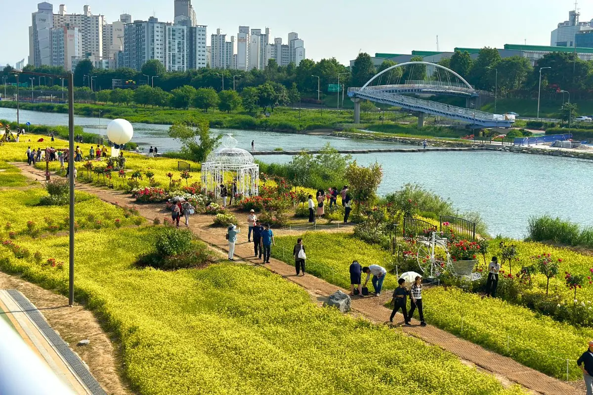 首爾玫瑰花 賞花 玫瑰花季 景點 2025