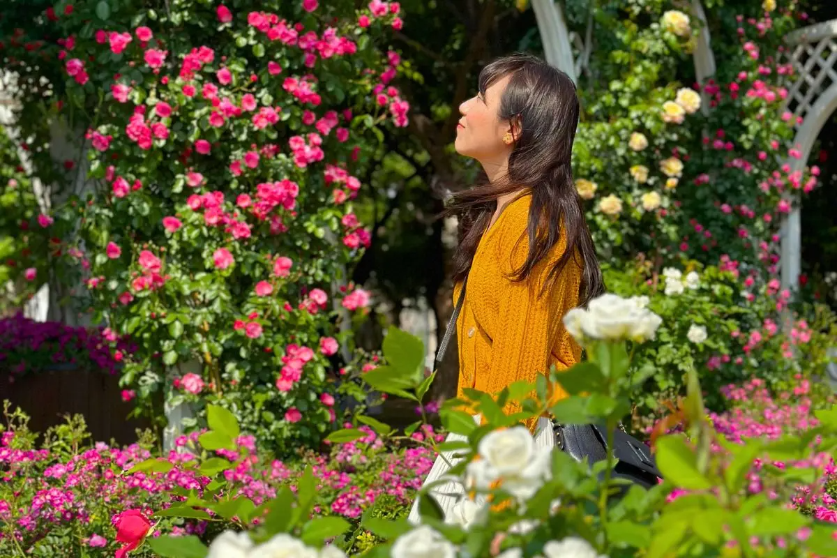 chụp ảnh ở lễ hội hoa hồng seoul, seoul rose festival 