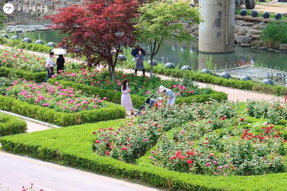 lễ hội hoa hồng