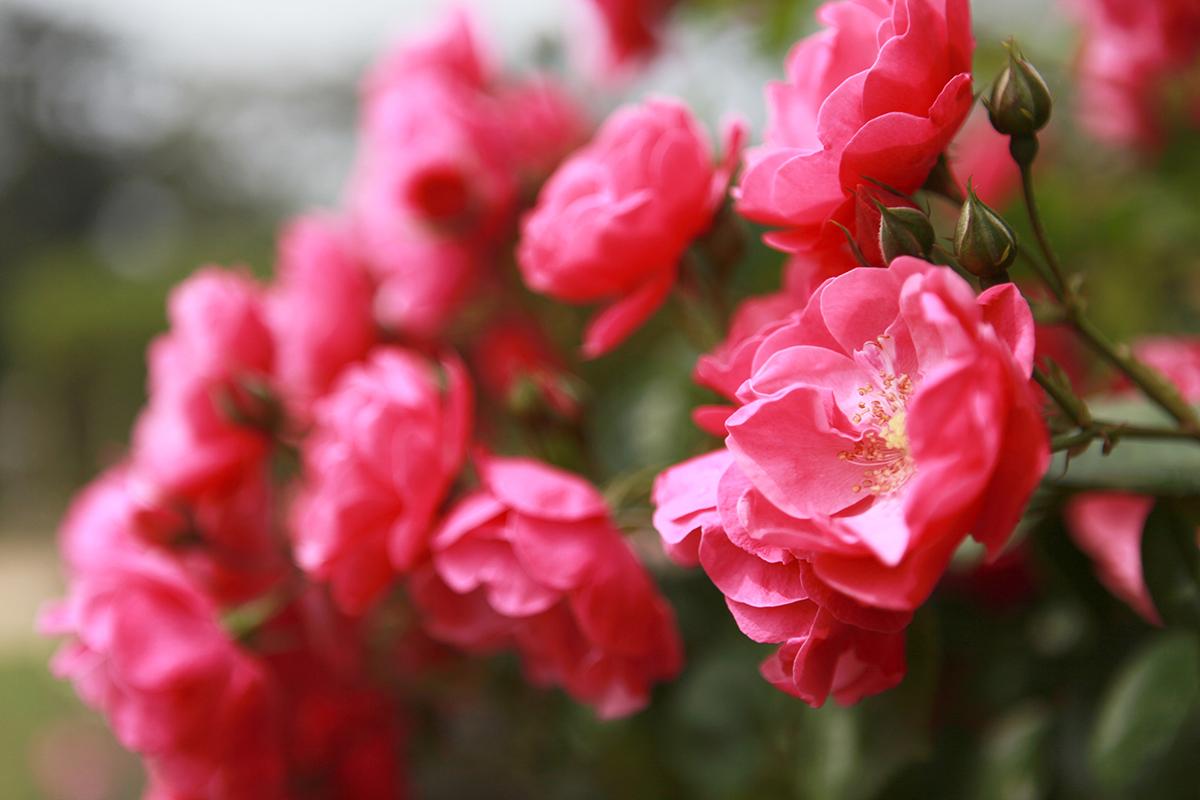 lễ hội hoa hồng