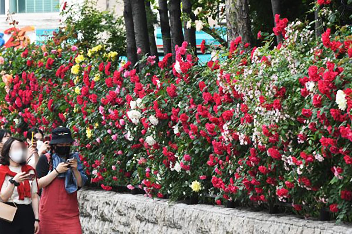 đường hoa hồng Yeonnam-dong