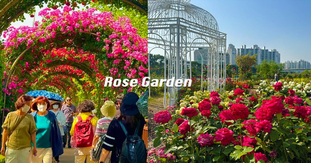 2024首爾玫瑰花季景點/慶典整理