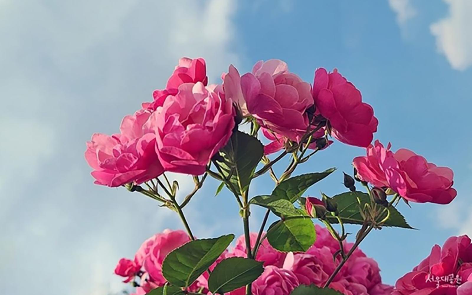 韓国バラの名所まとめ