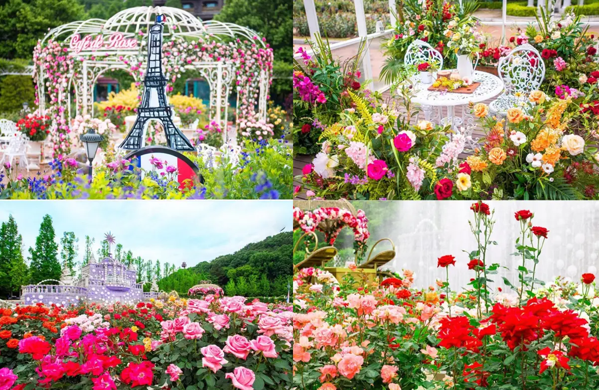 首爾玫瑰花 賞花 玫瑰花季 景點 2025