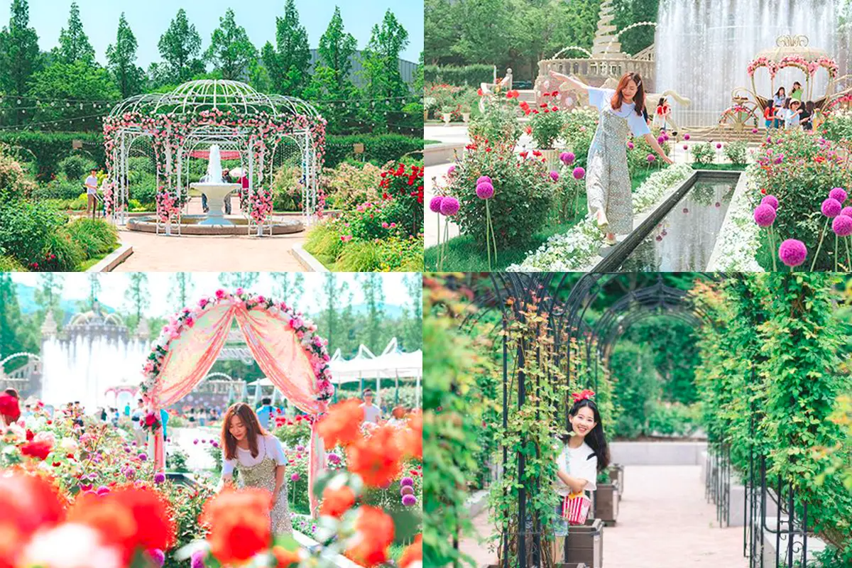 首爾玫瑰花 賞花 玫瑰花季 景點 2025