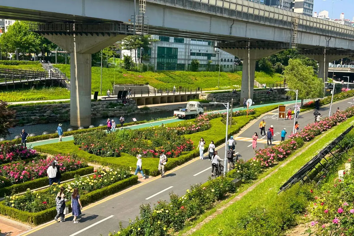 lễ hội hoa hồng seoul, seoul rose festival 